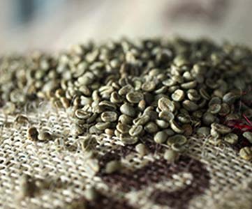 פולי קפה טריים