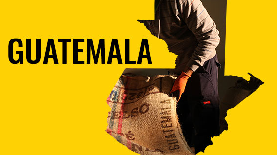 ייבוא קפה מגואטמלה - קפה AVA